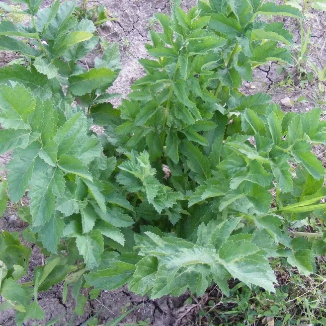 ACHE DES MONTAGNES (LIVECHE) 100 graines