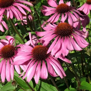 Graines de Rudbeckia pourpre – Echinacea purpurea