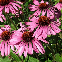Graines de Rudbeckia pourpre – Echinacea purpurea