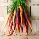 Carottes multicolores - pack de 5 variétés