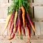 Carottes multicolores - pack de 3 variétés