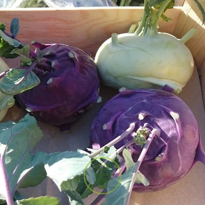 Kit de graines bio - Les légumes d'antan