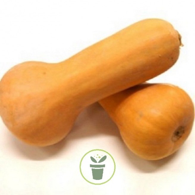 Courge Waltham Butternut Courge Waltham Butternut