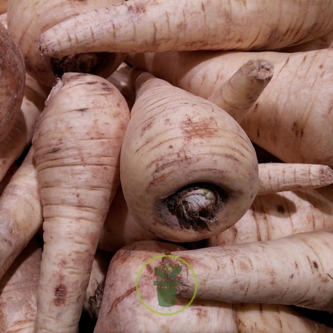 Panais de Guernesey Panais de Guernesey