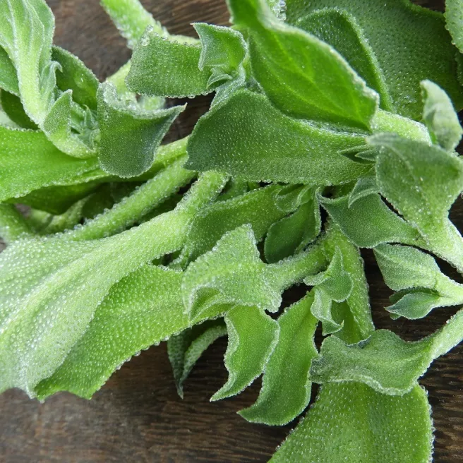 FICOÏDE GLACIALE 1000 graines