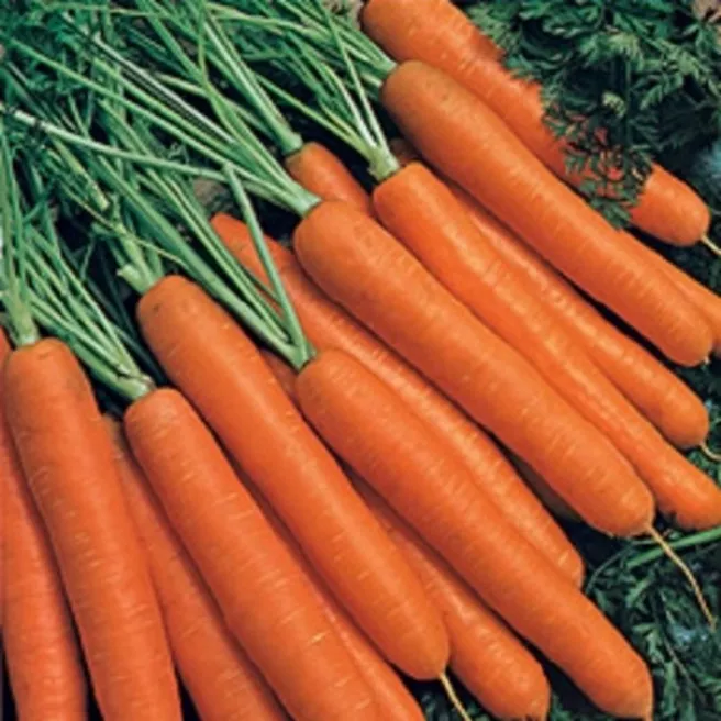 Carotte nantaise améliorée