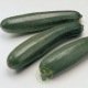 Courgette précoce maraichère