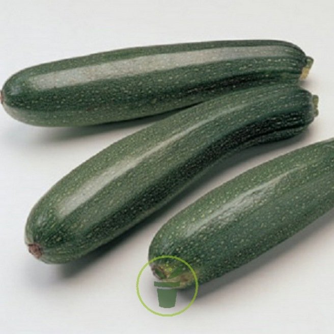 Courgette précoce maraichère Courgette précoce maraichère