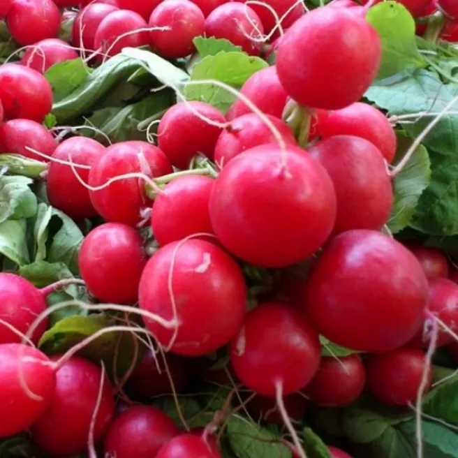 Radis rond rouge écarlate