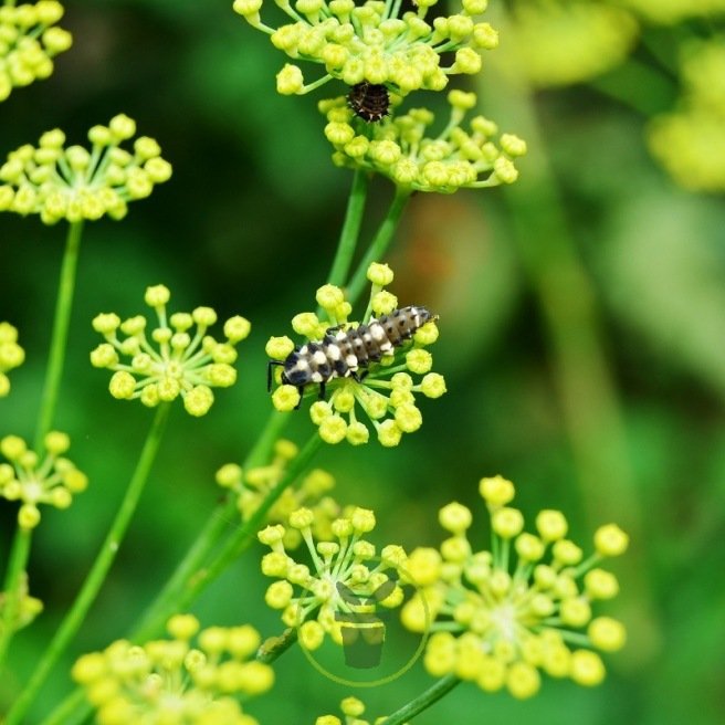 Plantes compagnes au potager - 8 variétés indispensables