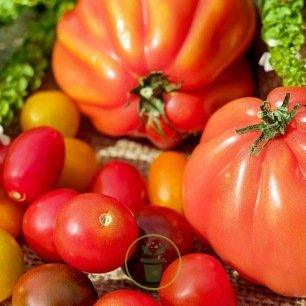 ☺10 sachets de 20 graines de tomates anciennes 