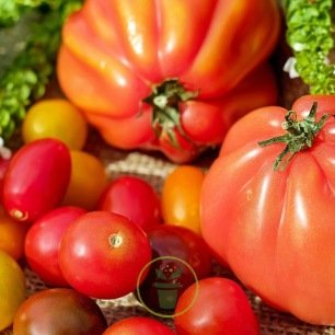 Graines de tomates de différentes formes et couleurs - Pack 7 variétés