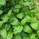 Mélisse officinale