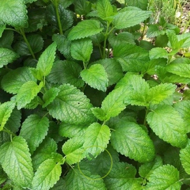 Kit de Départ de Graines de Tisane