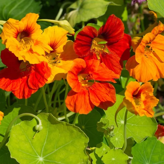 Capucine à grande fleur