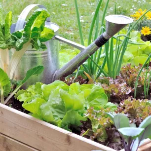 Graines de légumes pour potager en carré ou sur balcon – Pack de 8 variétés