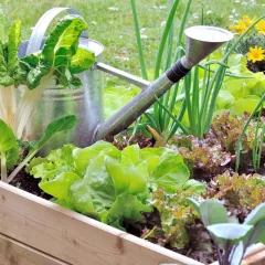 Graines de légumes pour potager en carré ou sur balcon – Pack de 8 variétés