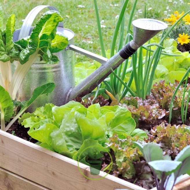 Pack de graines de légumes et aromates à cultiver en ville