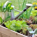 Graines de légumes pour potager en carré ou sur balcon – Pack de 8 variétés