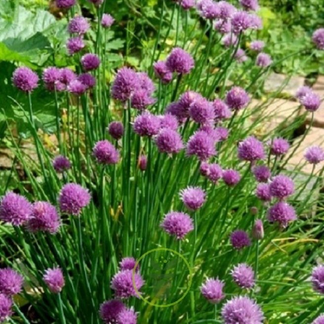 Ciboulette civette Ciboulette civette