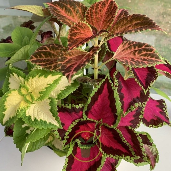 COLEUS ARC EN CIEL VARIE 150 graines