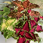 COLEUS ARC EN CIEL VARIE 150 graines