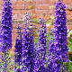 Delphinium Pied d'Alouette Pacific varié en fleurs, jardin