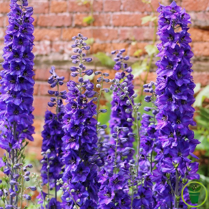 Delphinium Pied d'Alouette Pacific varié en fleurs, jardin