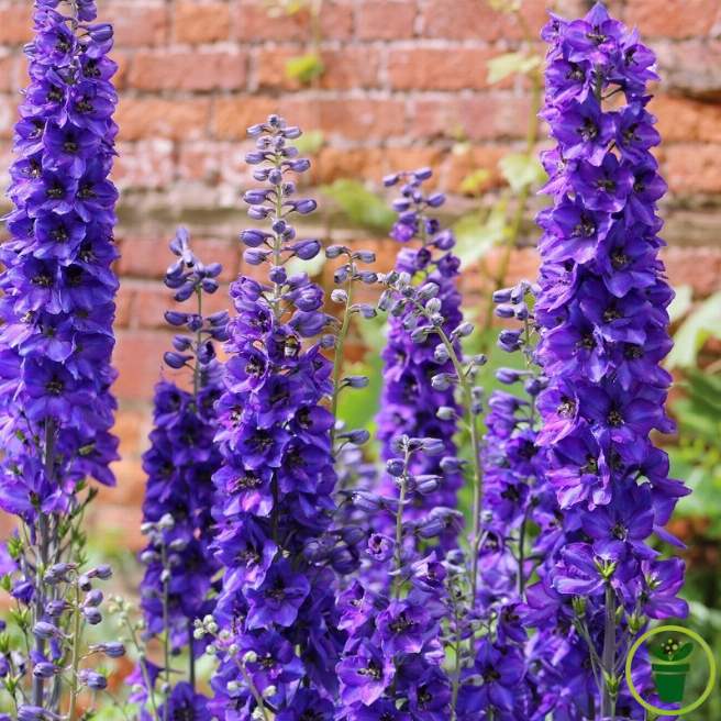 Delphinium Pied d'Alouette Pacific varié en fleurs, jardin