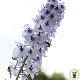 Delphinium Pied d'Alouette Pacific varié en fleurs, jardin