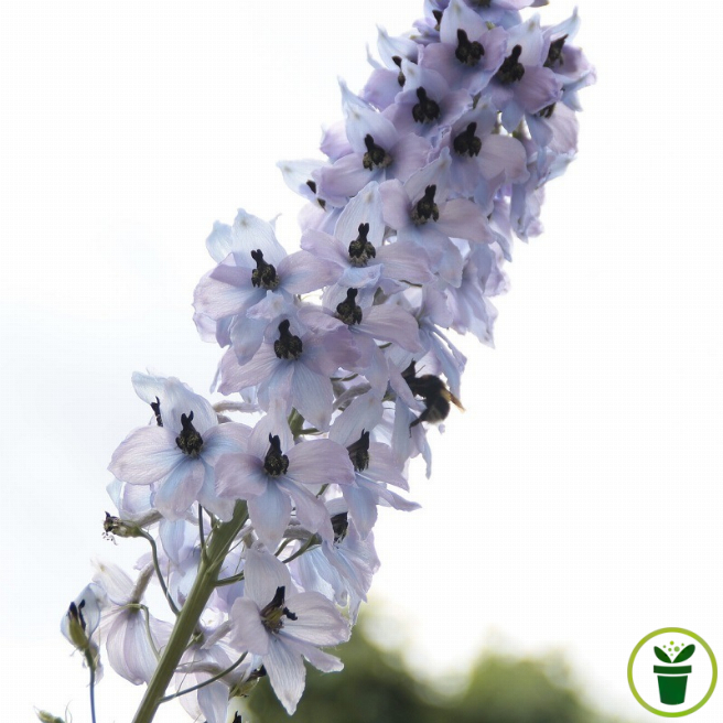 Delphinium Pied d'Alouette Pacific varié en fleurs, jardin
