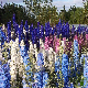 Delphinium Pied d'Alouette Pacific varié en fleurs, jardin