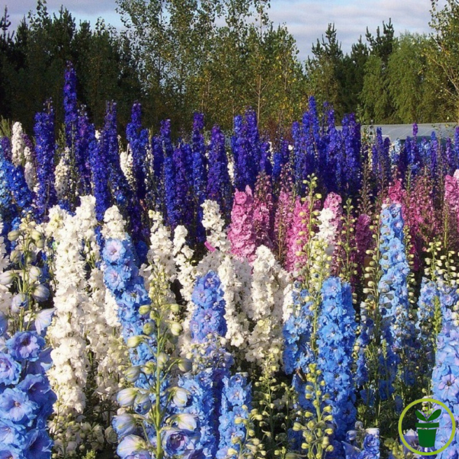Delphinium Pied d'Alouette Pacific varié en fleurs, jardin