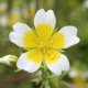 Limnanthes douglasii 200 graines