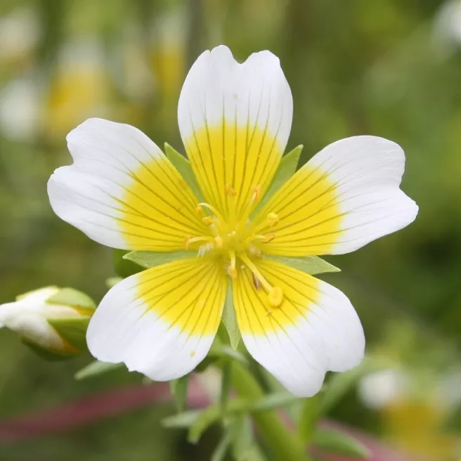 Limnanthes douglasii 200 graines