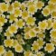 Limnanthes douglasii 200 graines