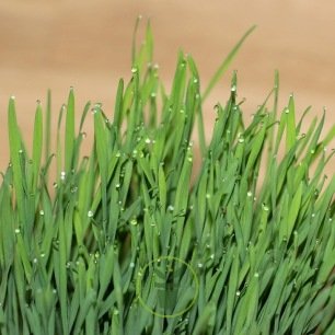 Kit de démarrage de semences d'herbes d'intérieur – Kits de culture de  tisane, culture d'herbes médicinales à l'intérieur, lavande, camomille