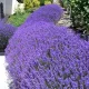 Lavande vraie - Lavande angustifolia