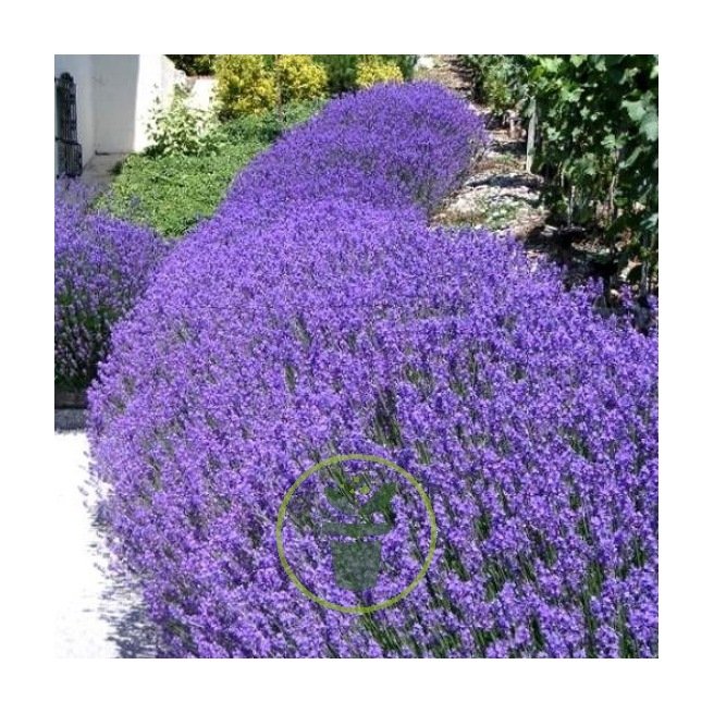 Lavande vraie - Lavande angustifolia