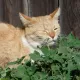 Nepeta - Herbe aux chats