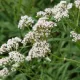 Valériane officinale