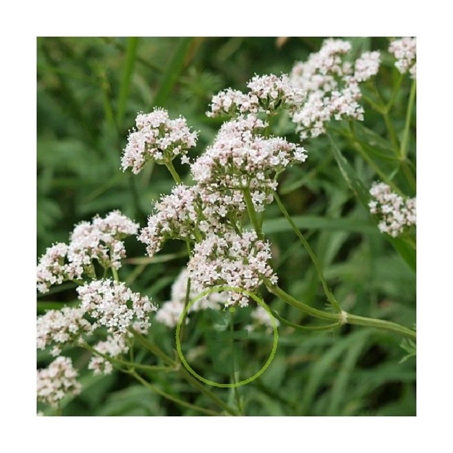 Valériane officinale