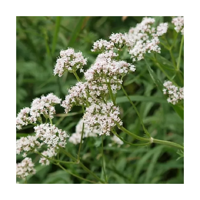 Valériane officinale