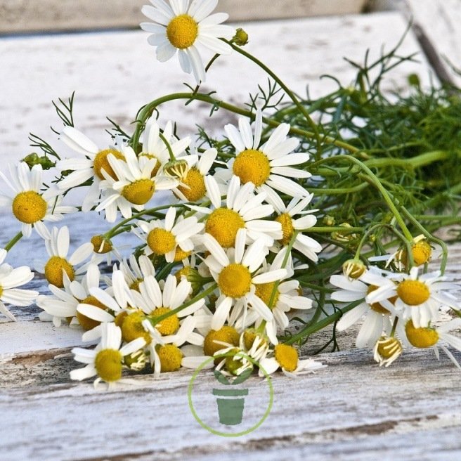 CAMOMILLE 600 graines CAMOMILLE 600 graines