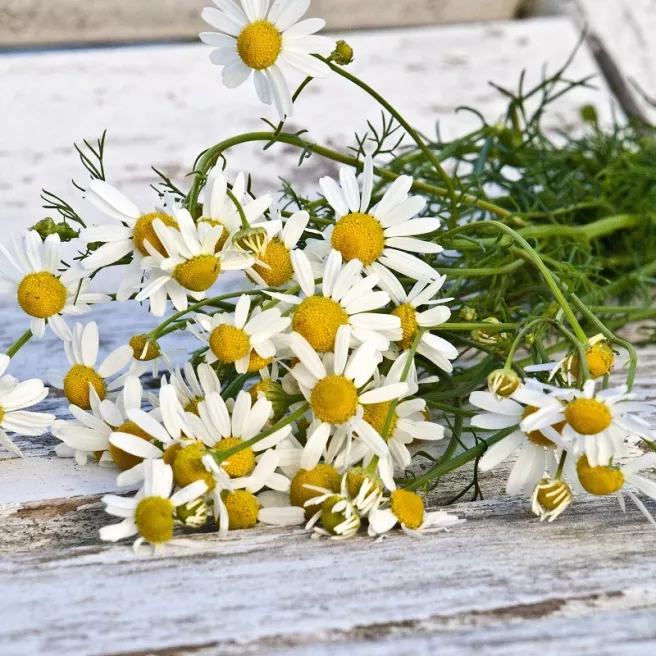 CAMOMILLE 600 graines