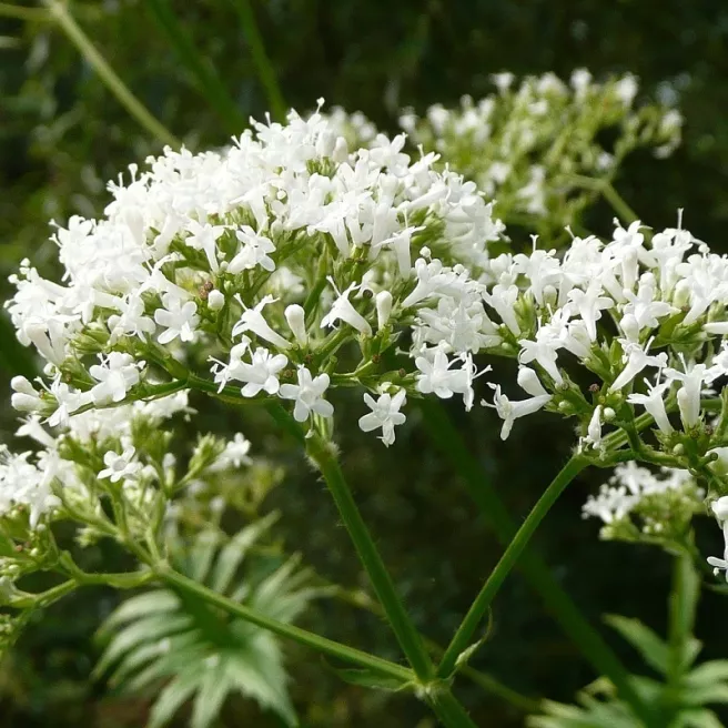 Valériane officinale