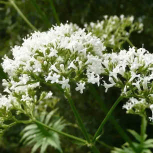 Valériane officinale
