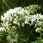 Valériane officinale