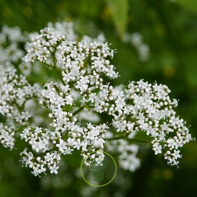 Valériane officinale Valériane officinale