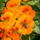 Capucine naine Wirleybird (fleur comestible)